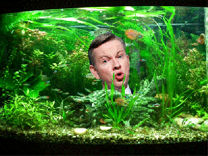 michael-gove-goldfish-gif